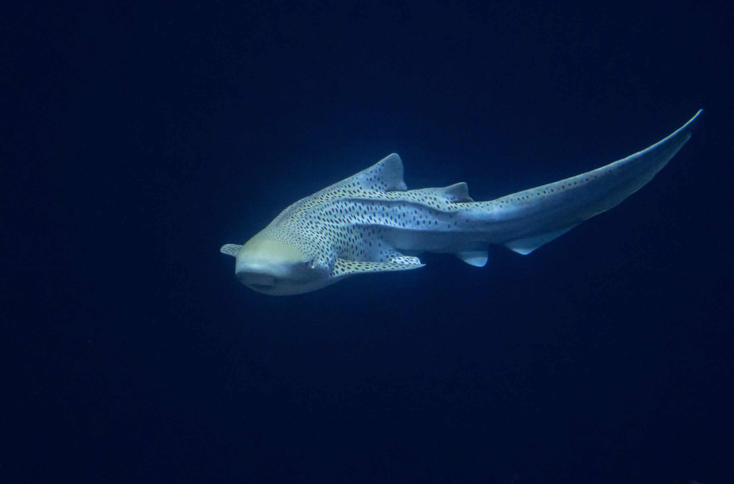 Zebra shark (Stegostoma fasciatum) Zebra shark (Stegostoma fasciatum) Zebra Shark
