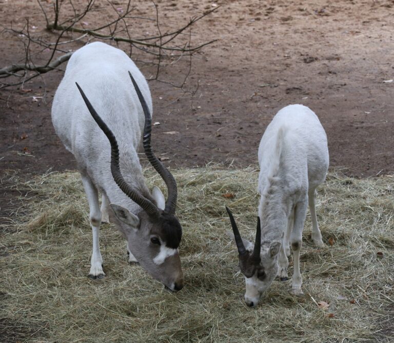 Mendesantilope Addax nasomaculatus Tiergarten-Nuernberg-8 Mendesantilope Addax nasomaculatus Tiergarten-Nuernberg-8