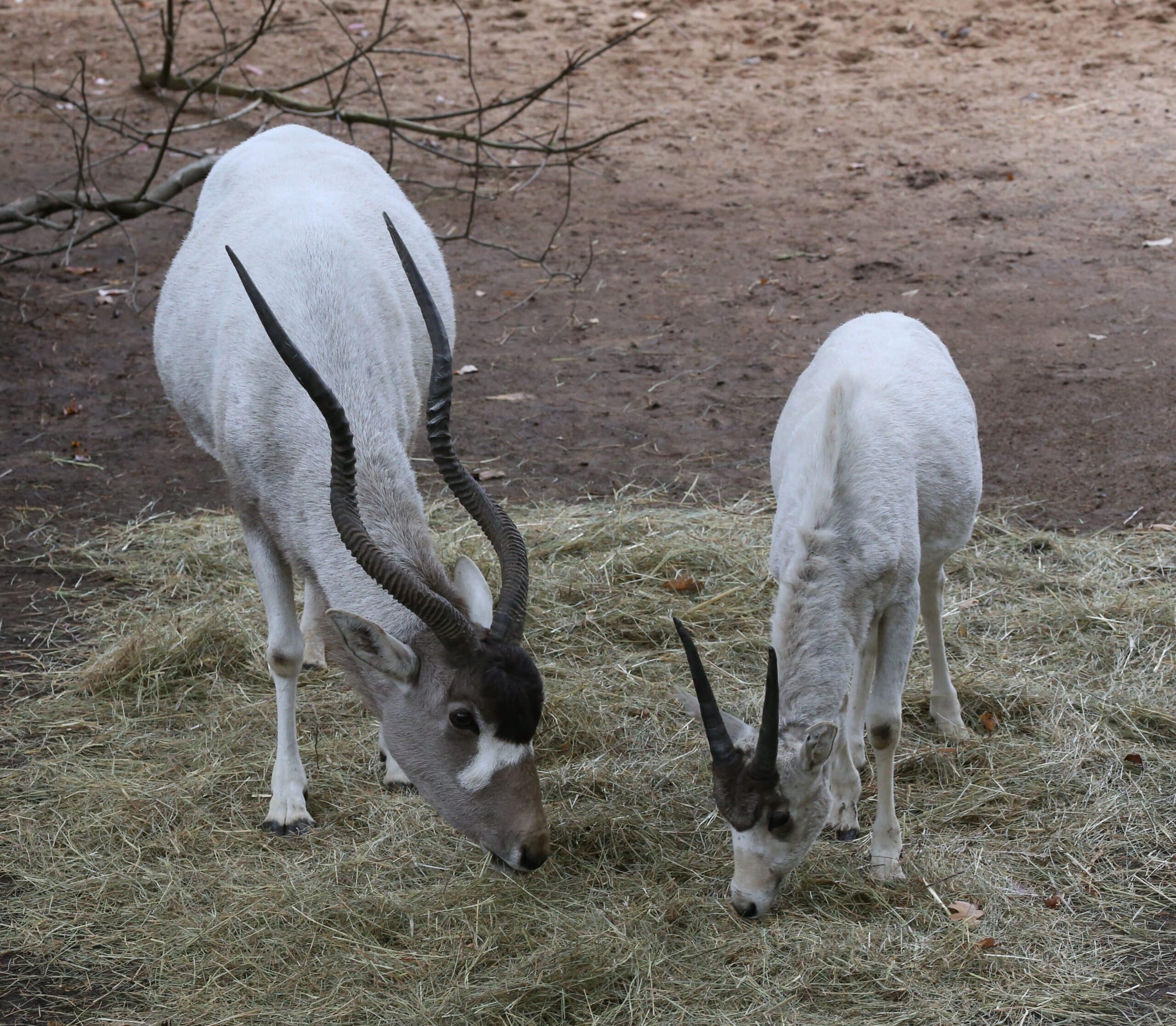 Mendesantilope Addax nasomaculatus Tiergarten-Nuernberg-8 Mendesantilope Addax nasomaculatus Tiergarten-Nuernberg-8