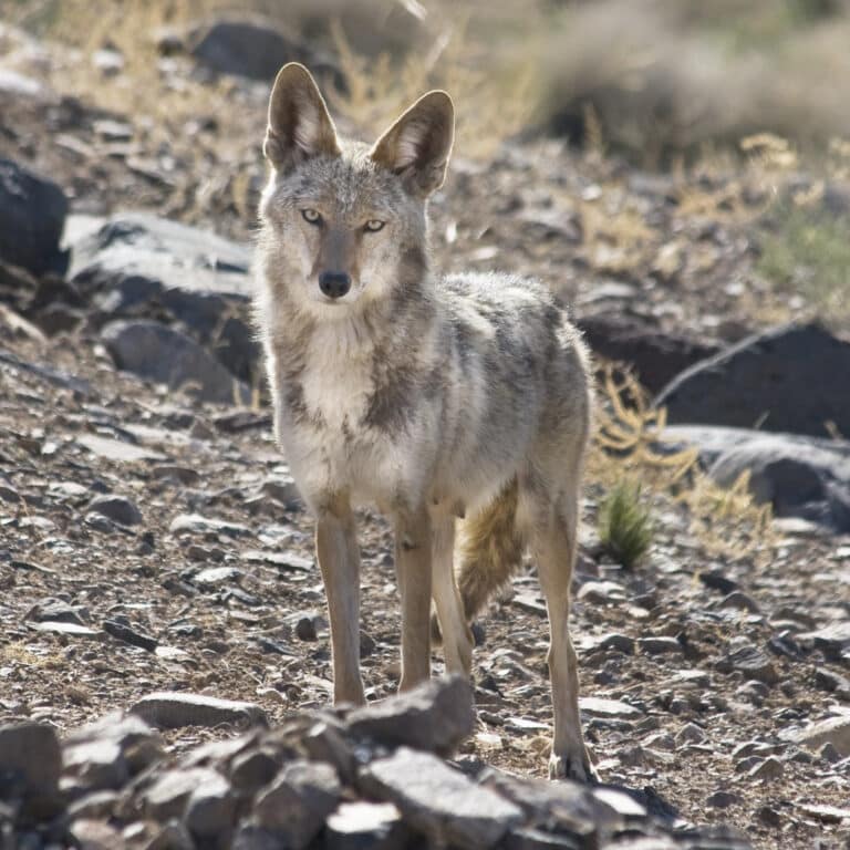 Mama Coyote Mama Coyote