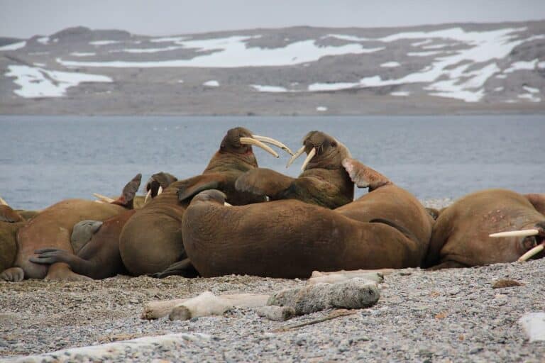 Walrus faisant du morse, Svalbard Walrus faisant du morse, Svalbard