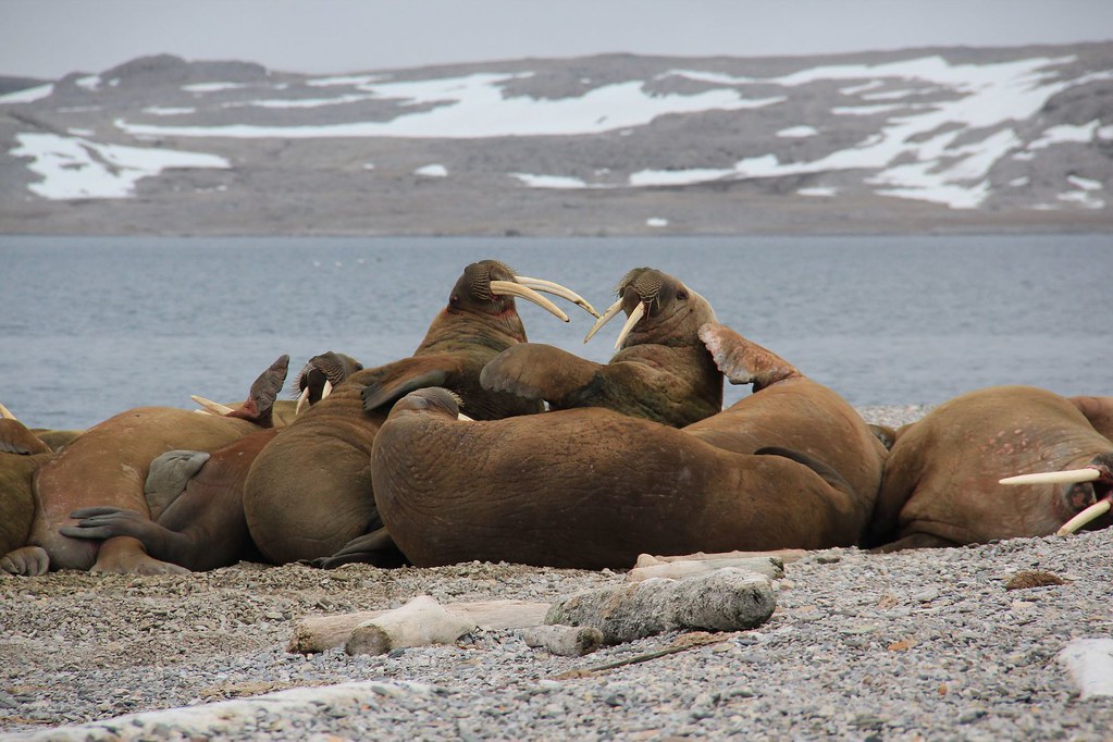Walrus faisant du morse, Svalbard Walrus faisant du morse, Svalbard