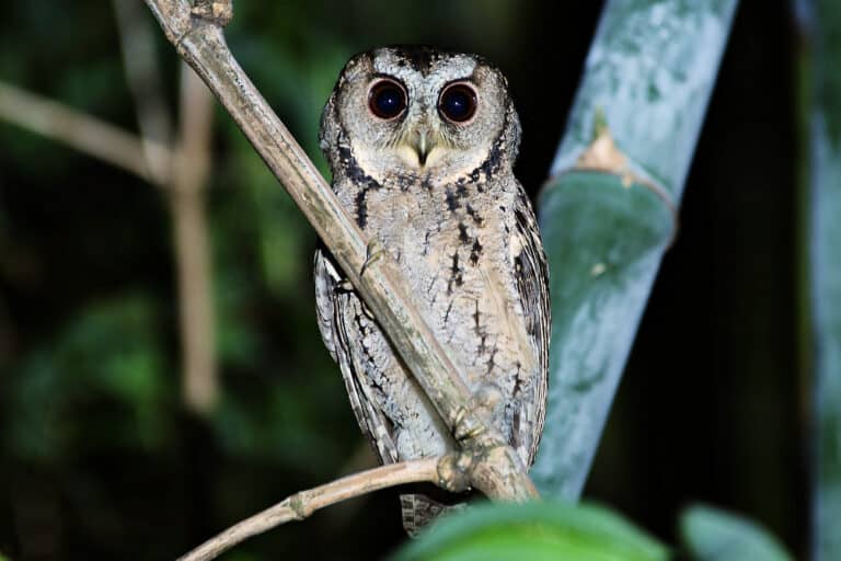 Collared Scops Owl(Otus lettia) by Jack Walf Collared Scops Owl(Otus lettia) by Jack Walf