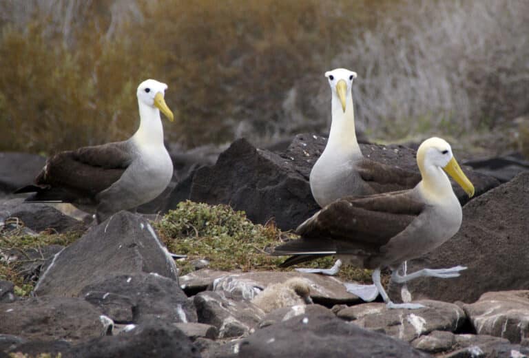 File:Waved Albatross (Phoebastria irrorata) -3 on Espanola.jpg File:Waved Albatross (Phoebastria irrorata) -3 on Espanola.jpg