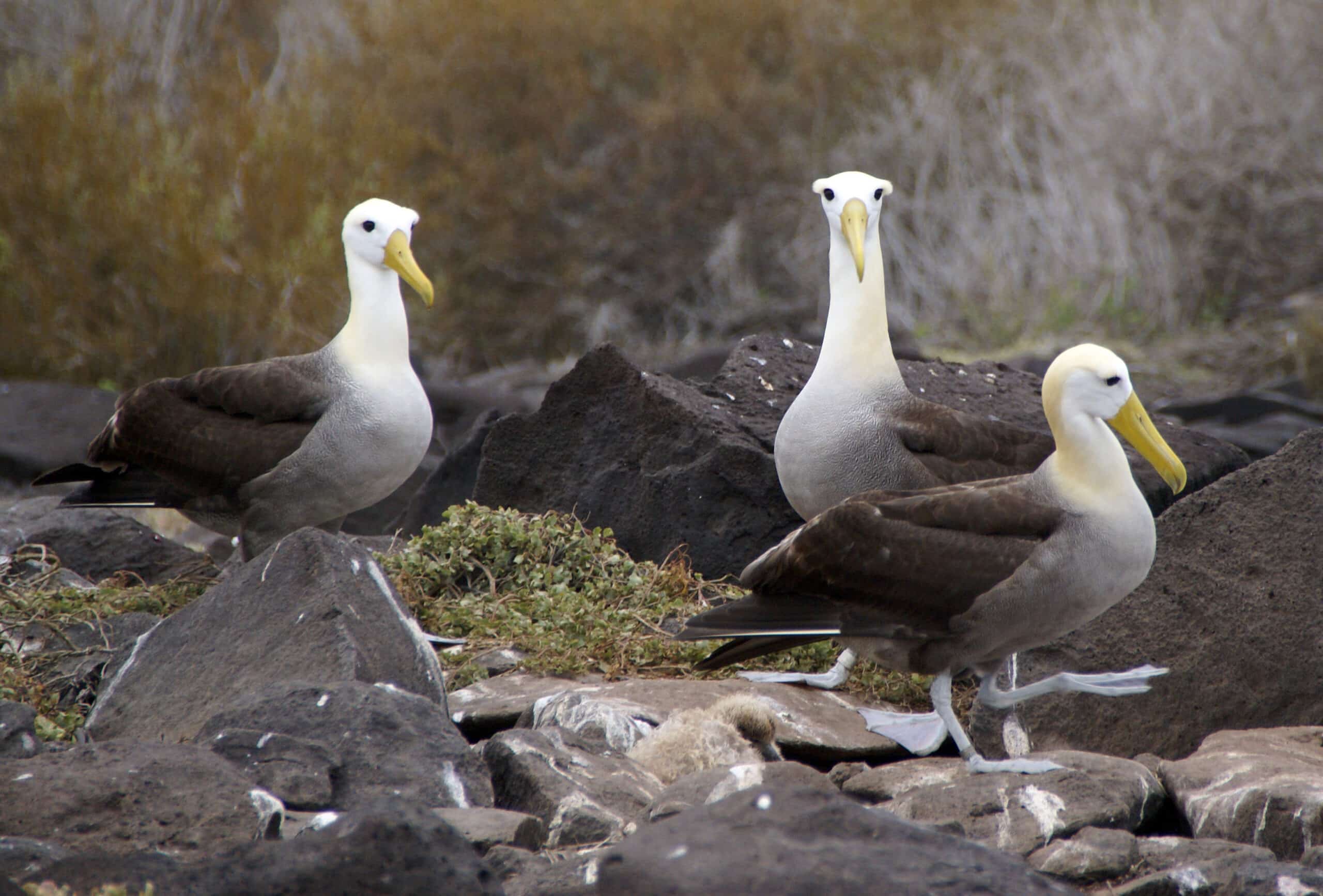 File:Waved Albatross (Phoebastria irrorata) -3 on Espanola.jpg File:Waved Albatross (Phoebastria irrorata) -3 on Espanola.jpg