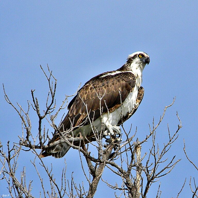 Osprey (Pandion haliaetus) Osprey (Pandion haliaetus)