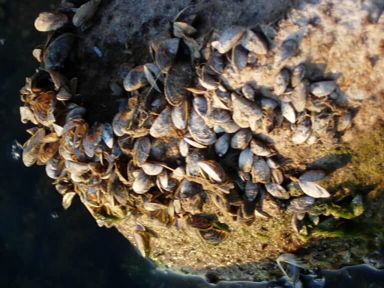 zebra mussels alive alive O