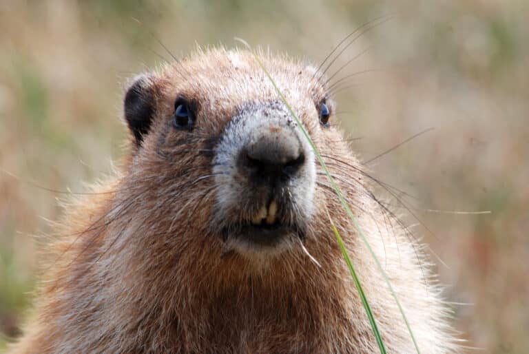 What a Lovely Marmot (4238903046) What a Lovely Marmot (4238903046)