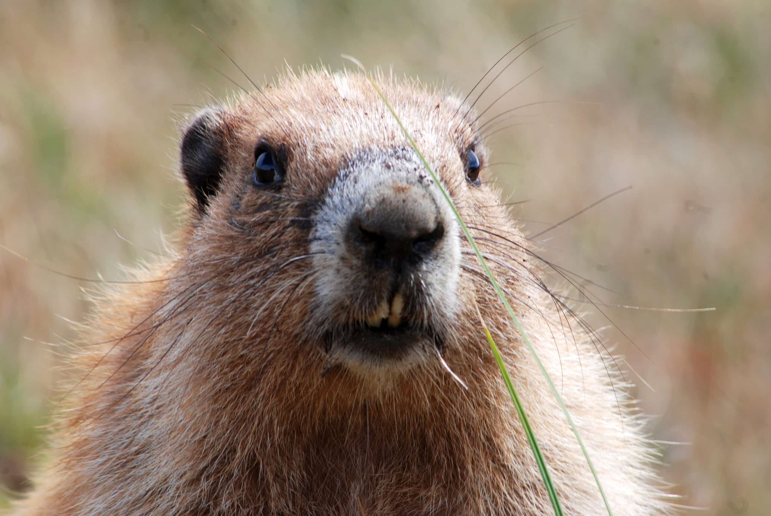 What a Lovely Marmot (4238903046) What a Lovely Marmot (4238903046)