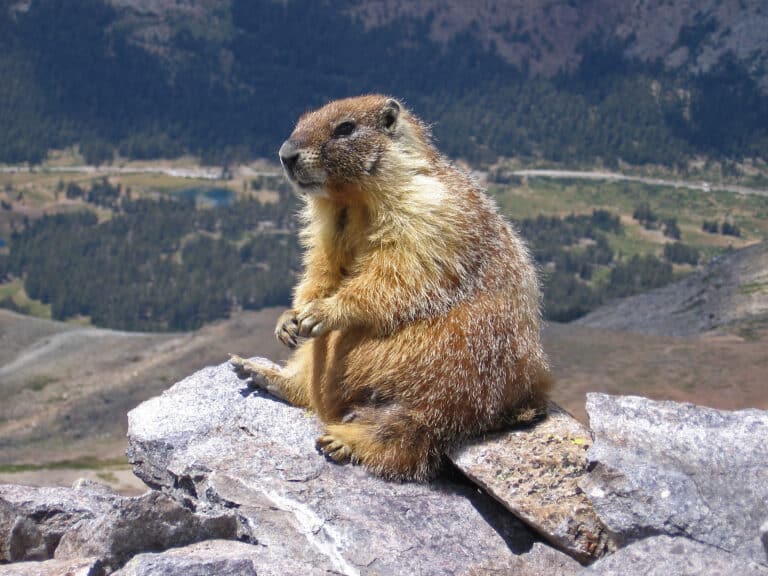 Marmot-edit1 Marmot-edit1