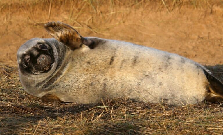 Donna Nook NNR – Grey Seal pupping and breeding season – 23970576177 Donna Nook NNR – Grey Seal pupping and breeding season – 23970576177 Grey Seal