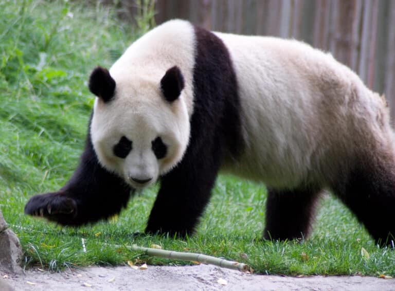Giant Panda (Ailuropoda Melanoleuca), Madrid Zoo