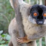 Lemur