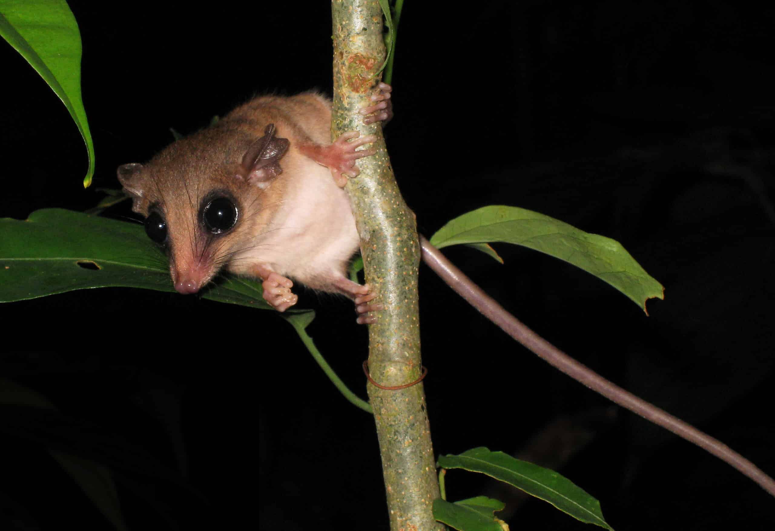 File:Mouse Possum -Tambopata Reserve -Peru-8.jpg