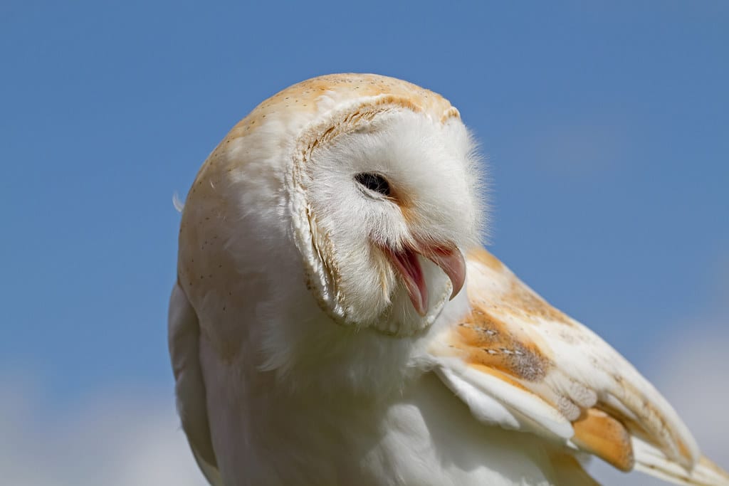 Male Barn Owl 1 Male Barn Owl 1