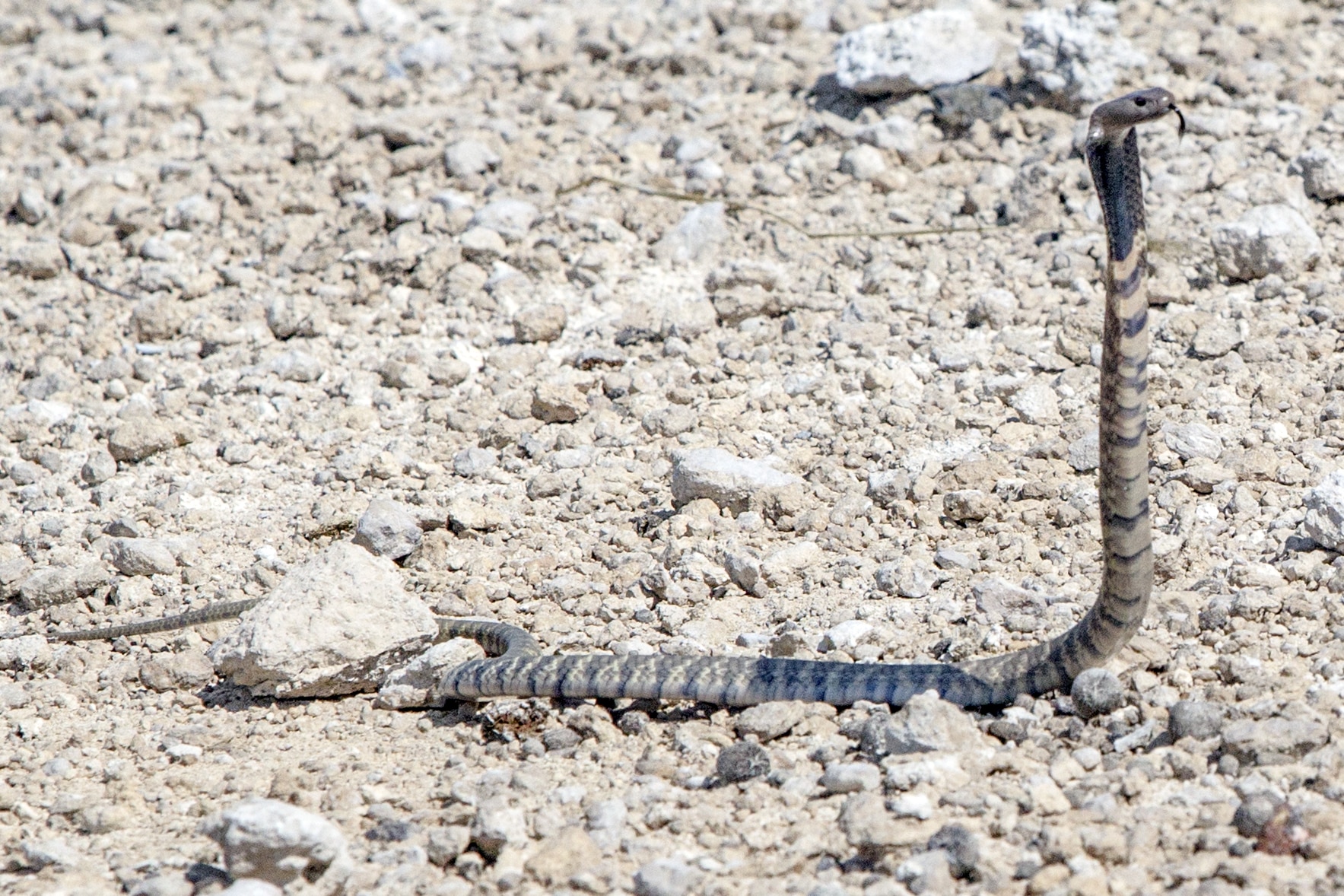 File:Naja nigricincta nigricincta.jpg  Zebra Snake