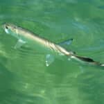 Ladyfish