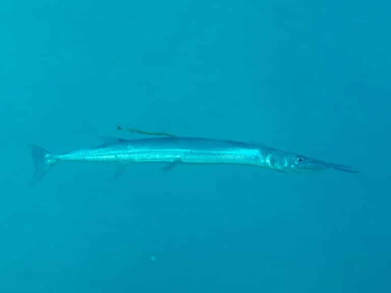 Crocodile needlefish (Tylosurus crocodilius) Crocodile needlefish (Tylosurus crocodilius)