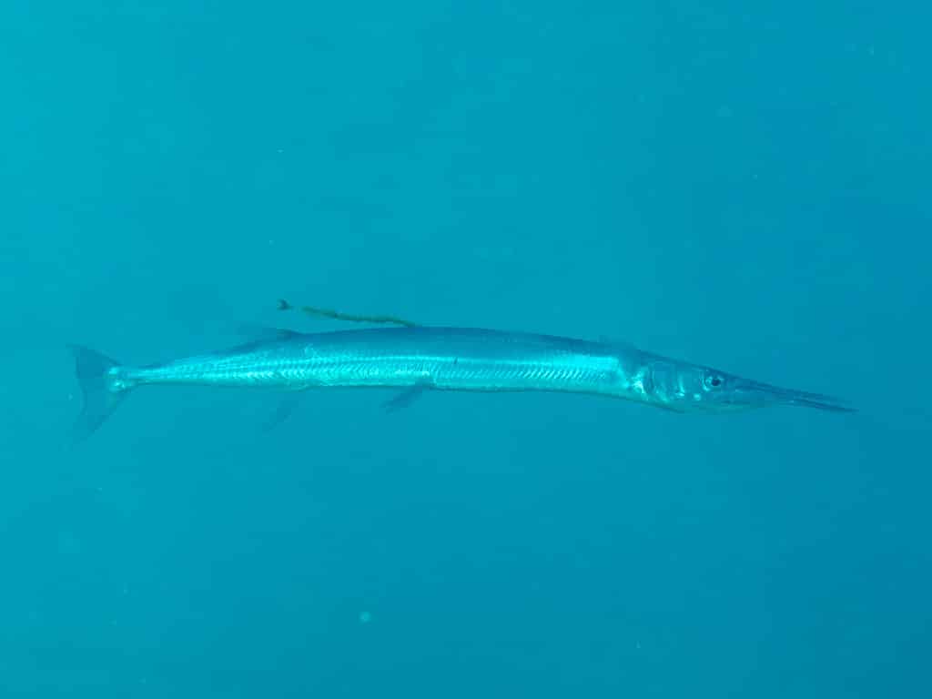 Crocodile needlefish (Tylosurus crocodilius) Crocodile needlefish (Tylosurus crocodilius)