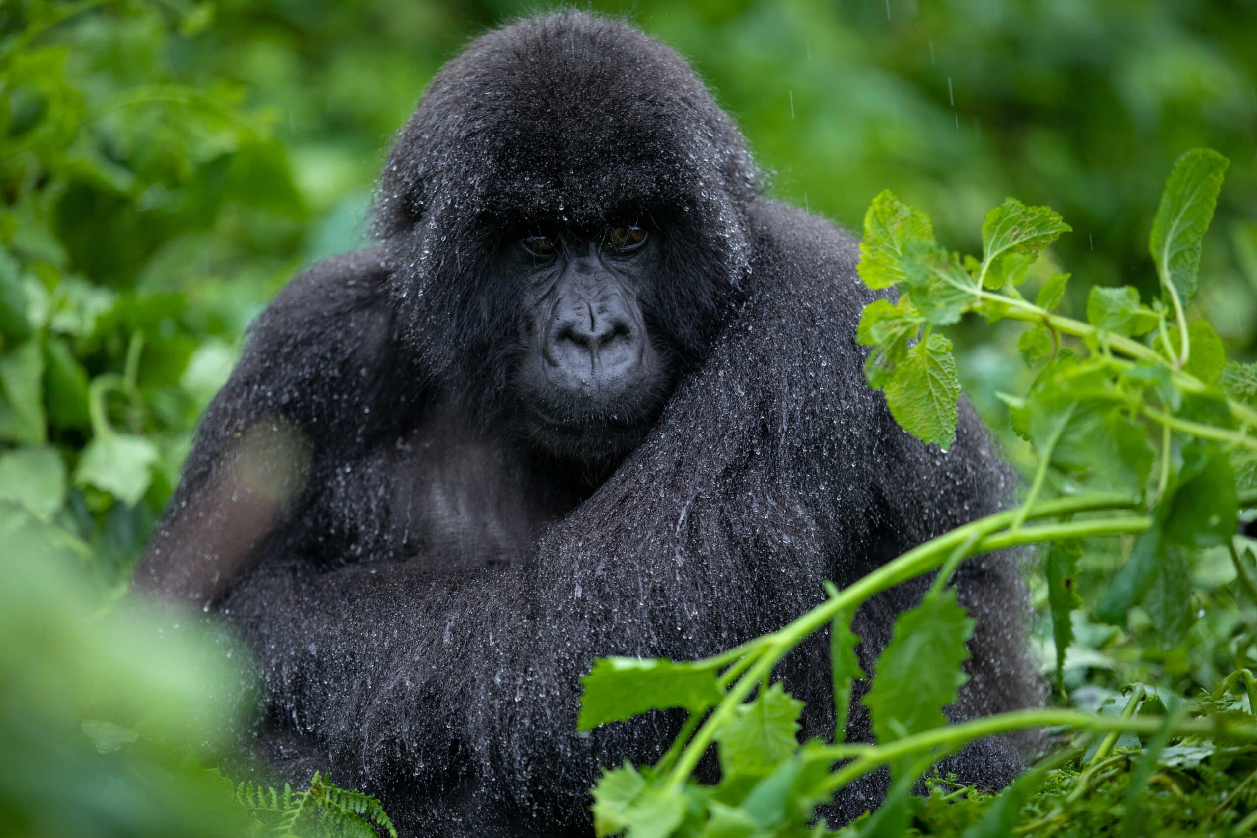 Mountain gorilla from Susa Group in Karisimbi thicket of Volcanoes National Park in Rwanda. Emmanuel Kwizera Mountain gorilla from Susa Group in Karisimbi thicket of Volcanoes National Park in Rwanda. Emmanuel Kwizera