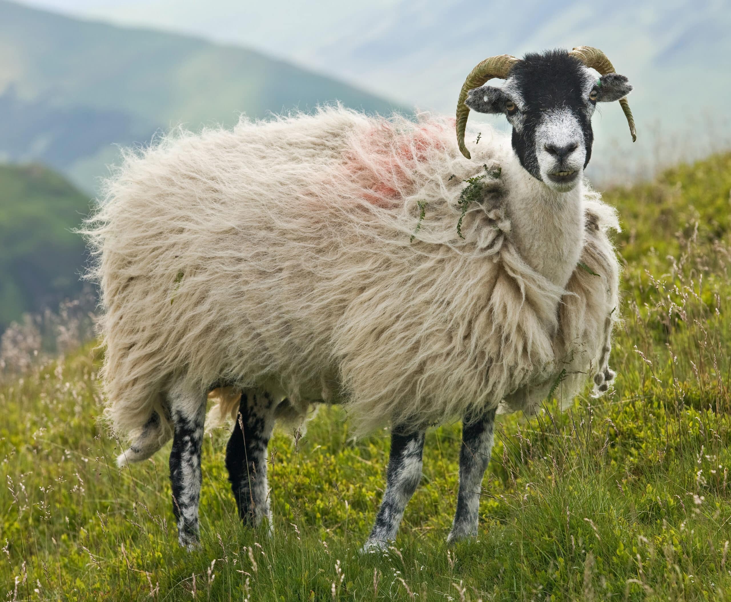 Swaledale Sheep, Lake District, England – June 2009