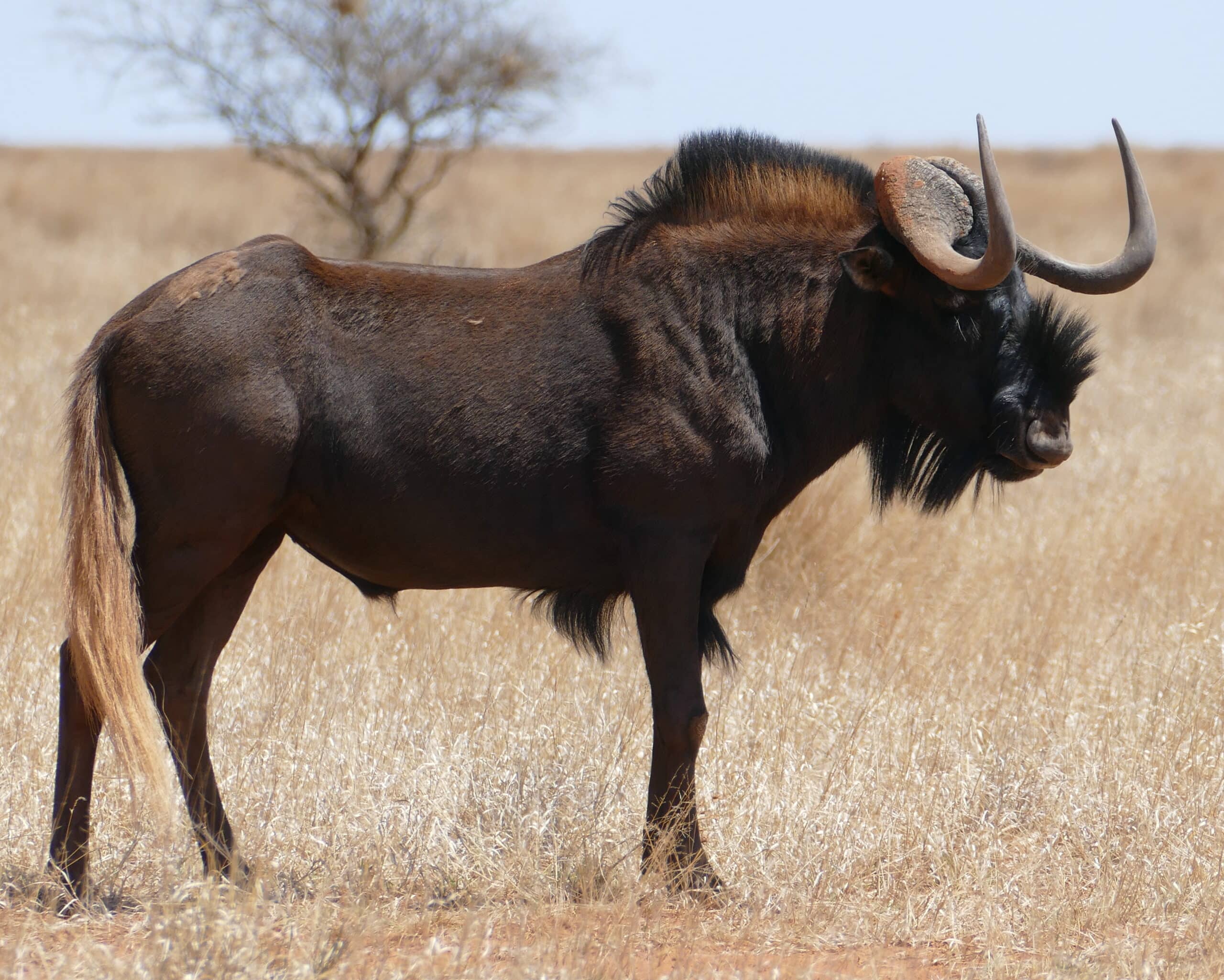 Black Wildebeest (Connochaetes gnou) at Mokala NP, Northern Cape, South Africa Black Wildebeest (Connochaetes gnou) at Mokala NP, Northern Cape, South Africa