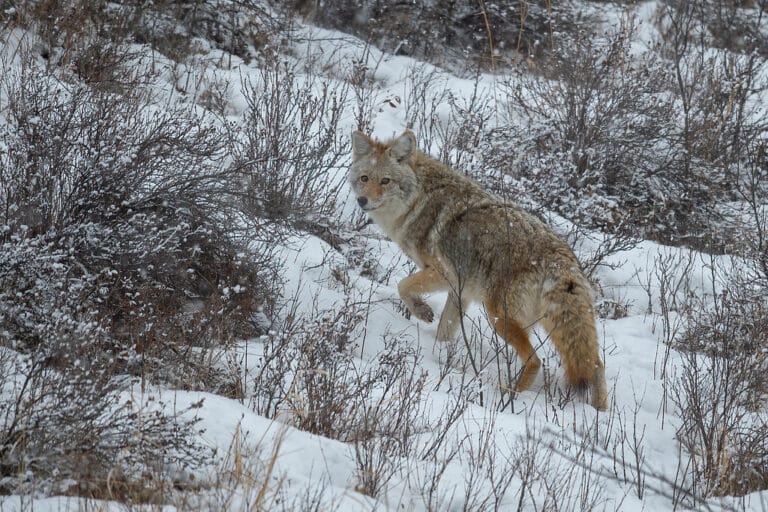 Coyote Coyote