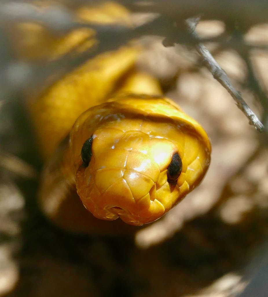 Cape Cobra (Naja nivea) hidden in a bush …