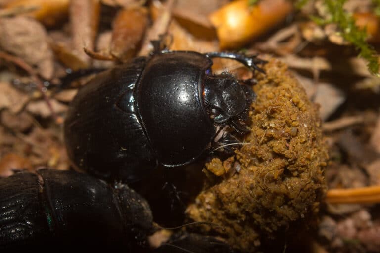 Dung Beetle Rolling
