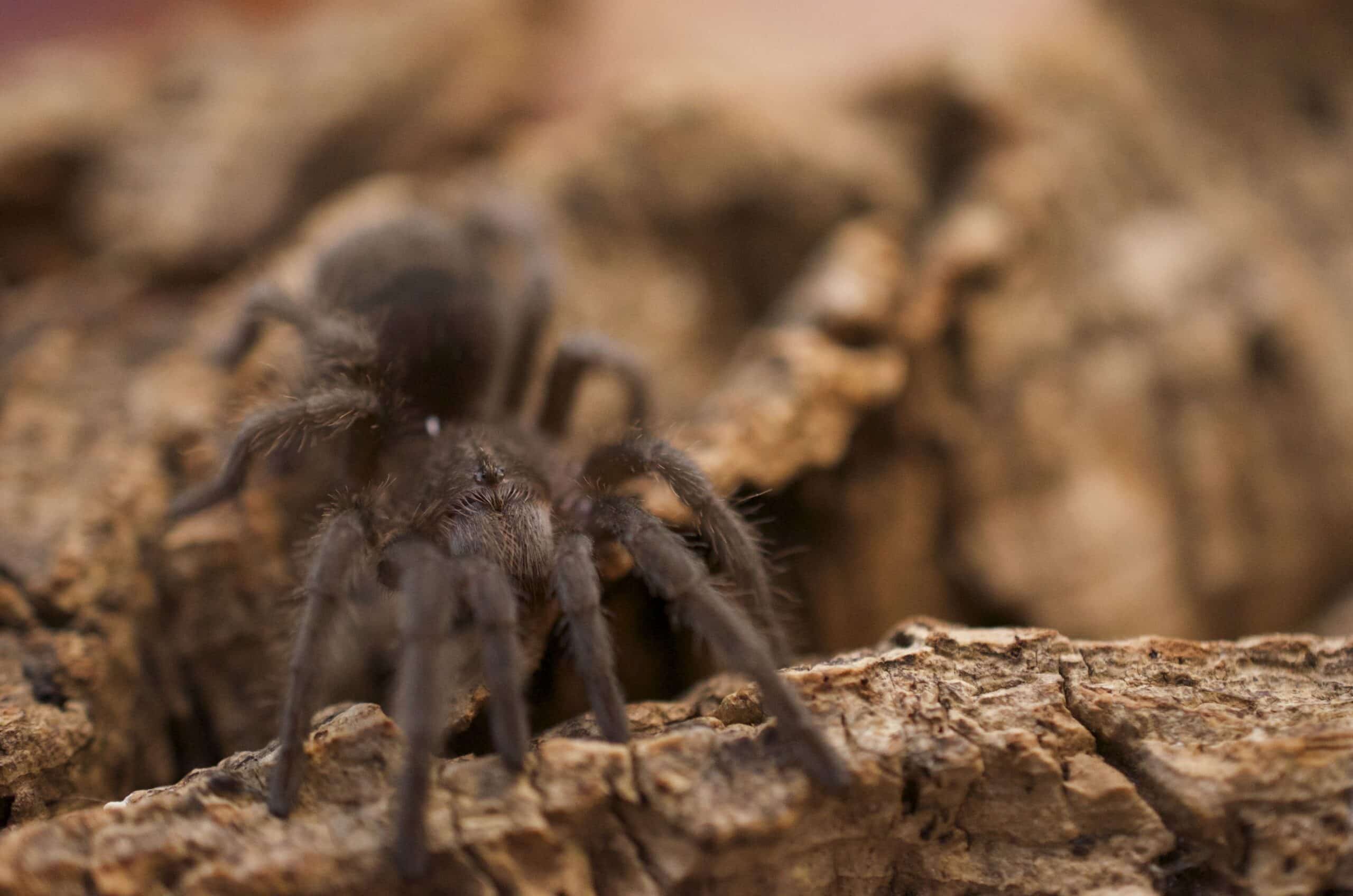 Grammostola pulchra young Grammostola pulchra young