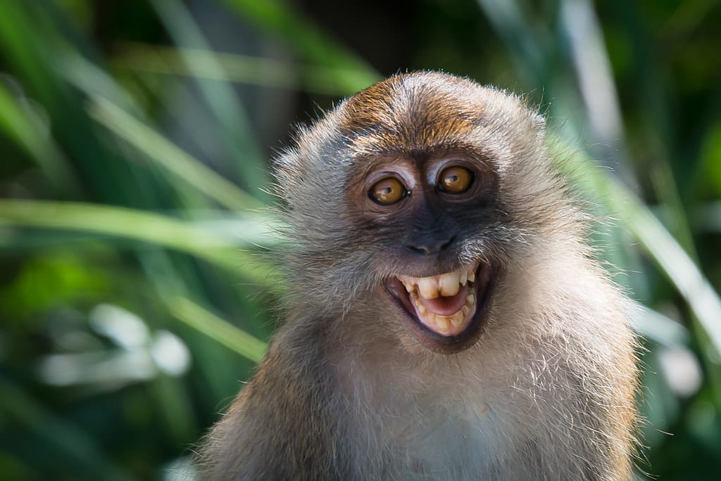 Smiling Macaca fascicularis, Crab-eating macaque – Tarutao National Marine Park Smiling Macaca fascicularis, Crab-eating macaque – Tarutao National Marine Park