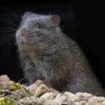 Rat