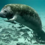 Manatee