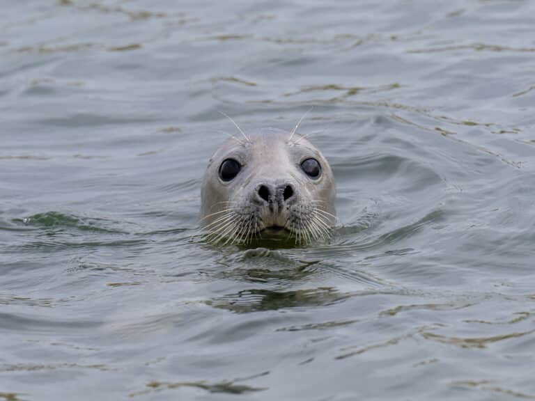 Grey Seal in the Water, Forvie National Nature Reserve, Aberdeenshire, Scotland Grey Seal in the Water, Forvie National Nature Reserve, Aberdeenshire, Scotland