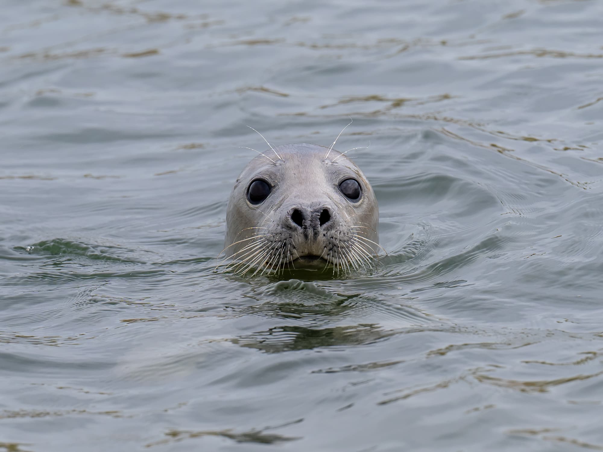 Grey Seal in the Water, Forvie National Nature Reserve, Aberdeenshire, Scotland Grey Seal in the Water, Forvie National Nature Reserve, Aberdeenshire, Scotland