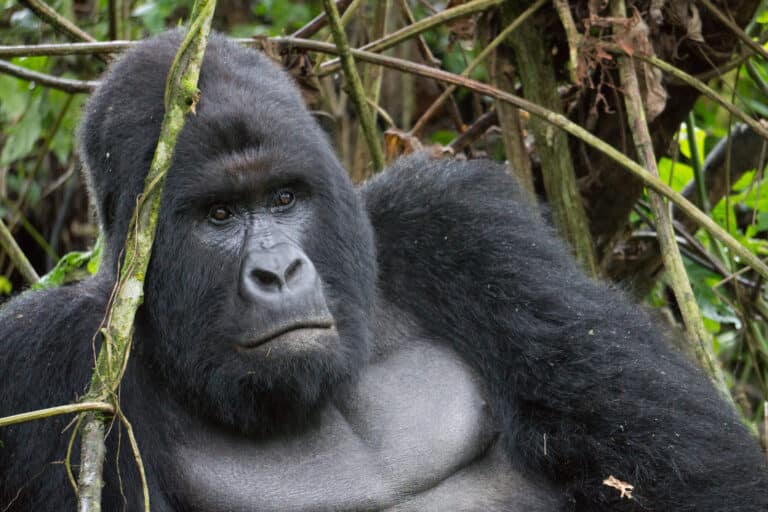 Mountain Gorilla (Humba family) – Virunga National Park (29) Mountain Gorilla (Humba family) – Virunga National Park (29)