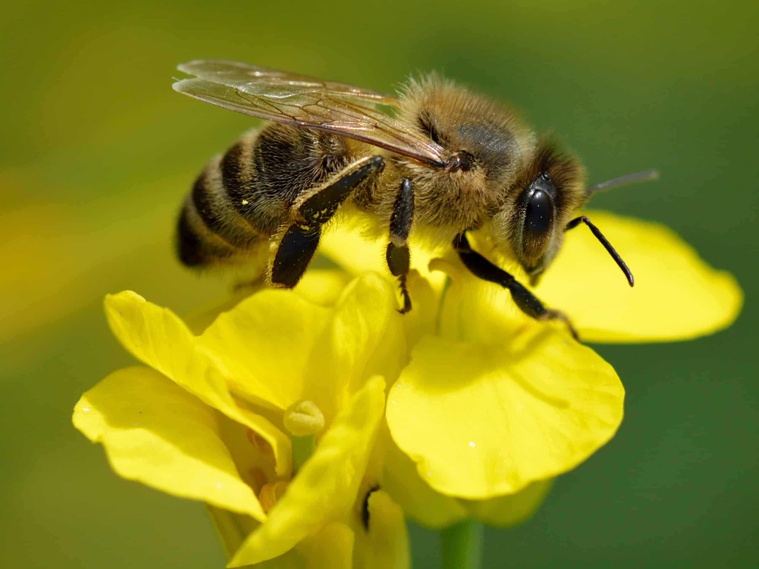 Apis mellifera – Brassica napus – Valingu