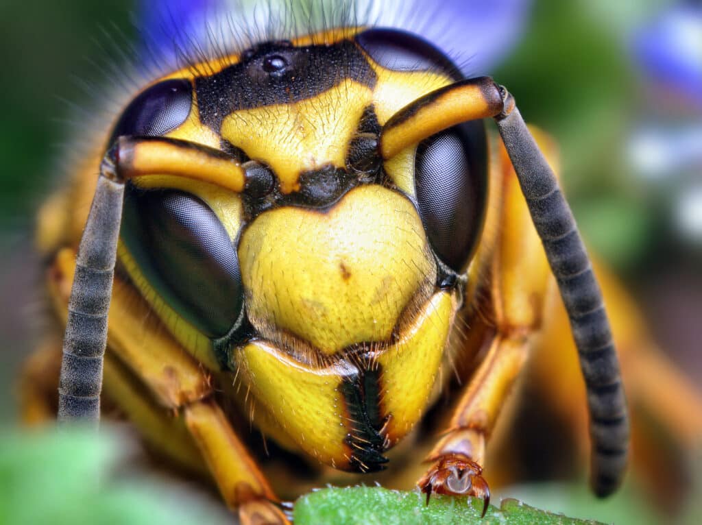 Close-up of a yellowjacket's face, showcasing its detailed compound eyes and antennae. The softly blurred background offers hints of green and blue.