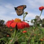 Monarch Butterfly