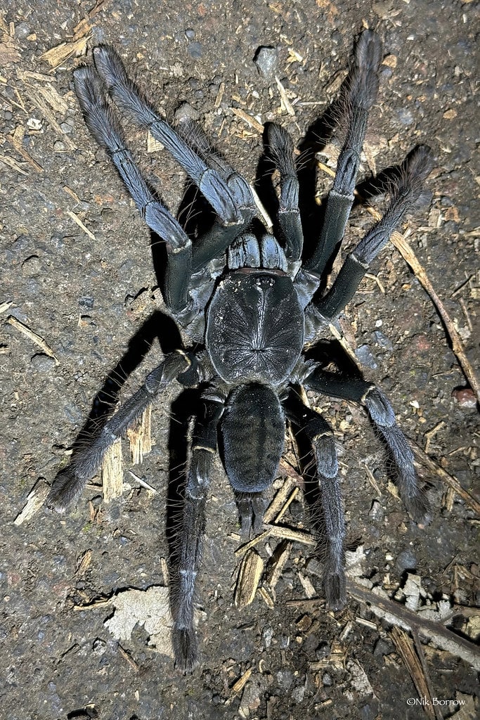 Sulawesi Black Tarantula Lampropelma carpenteri Sulawesi Black Tarantula Lampropelma carpenteri