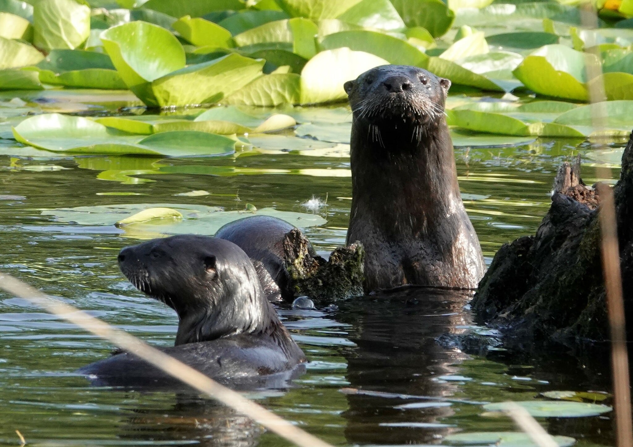 Lontra canadensis 293810755 Lontra canadensis 293810755