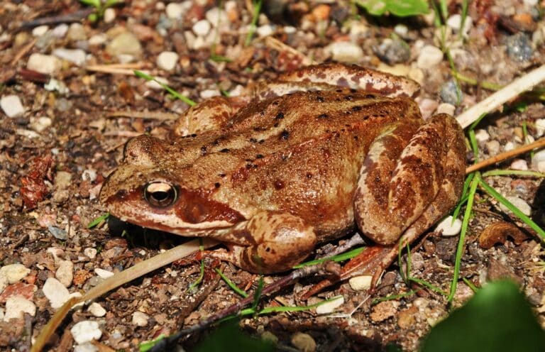 Prince (Rana temporaria L.) Prince (Rana temporaria L.)