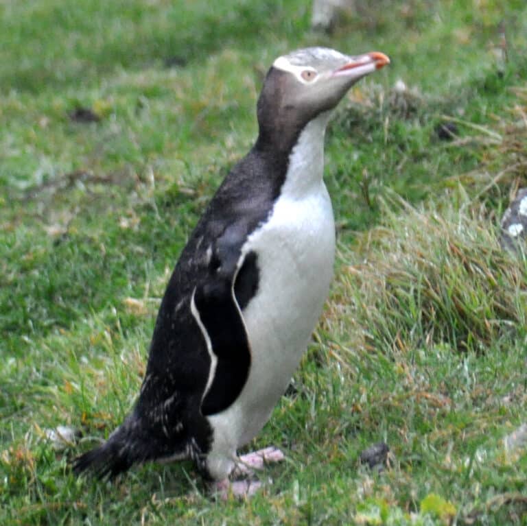 Yellow-eyed Penguin Banks Peninsula 2 (cropped)