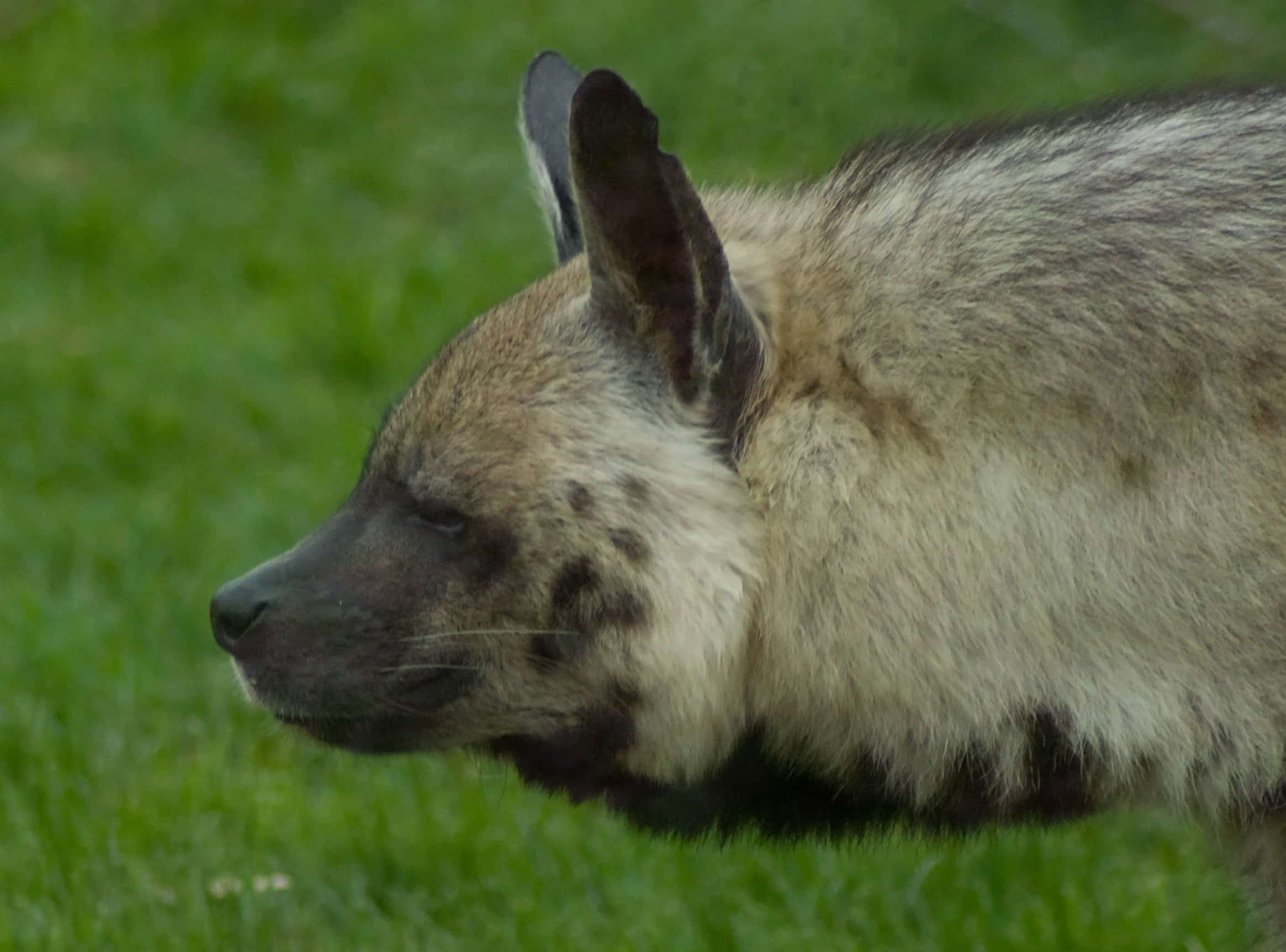 Striped hyena profile Striped hyena profile