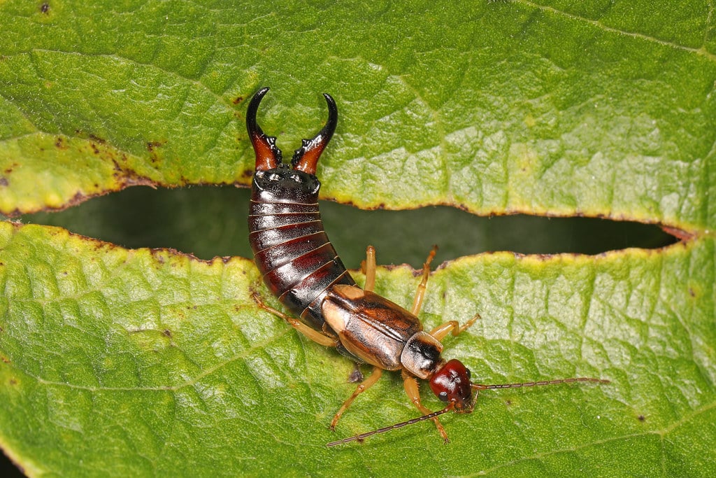 European Earwig – Forficula auricularia, Bill Burton Fishing Pier State Park, Cambridge, Maryland, September 22, 2020 European Earwig – Forficula auricularia, Bill Burton Fishing Pier State Park, Cambridge, Maryland, September 22, 2020
