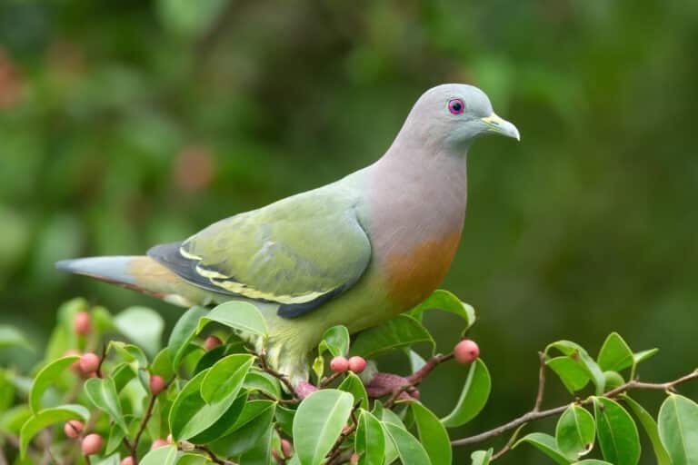 Treron vernans male – Kent Ridge Park Pink-Necked Green Pigeon