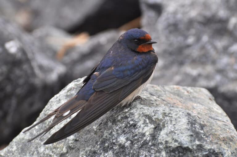 Hirundo rustica 3 Hirundo rustica 3 Barn Swallow