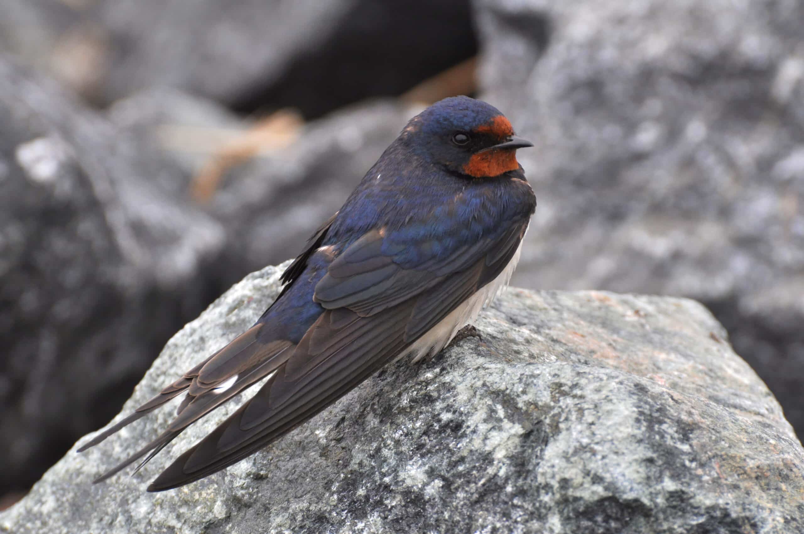 Hirundo rustica 3 Hirundo rustica 3 Barn Swallow