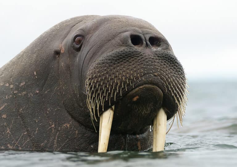 Walrus (Odobenus rosmarus) Walrus (Odobenus rosmarus)