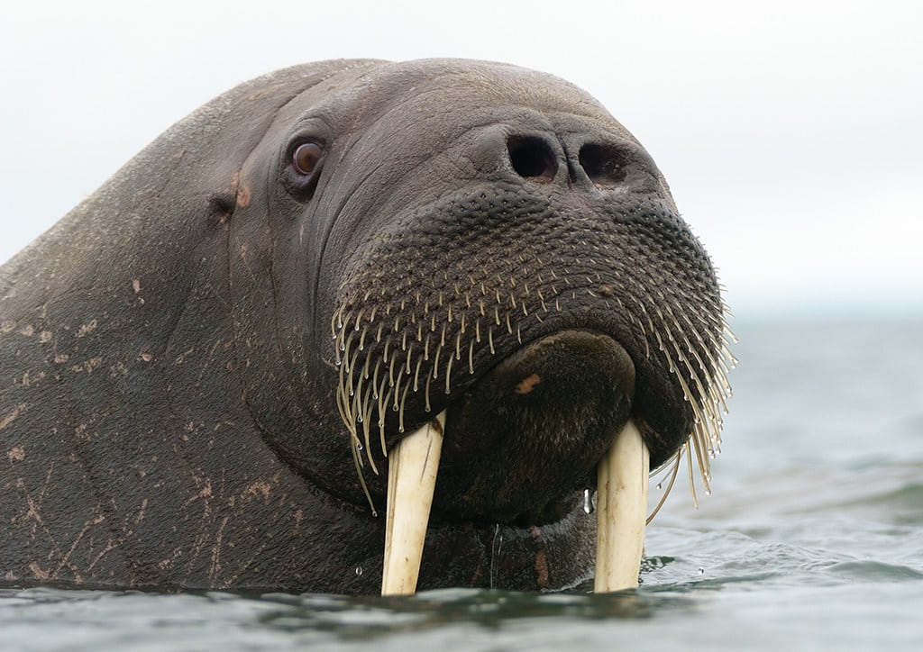 Walrus (Odobenus rosmarus) Walrus (Odobenus rosmarus)